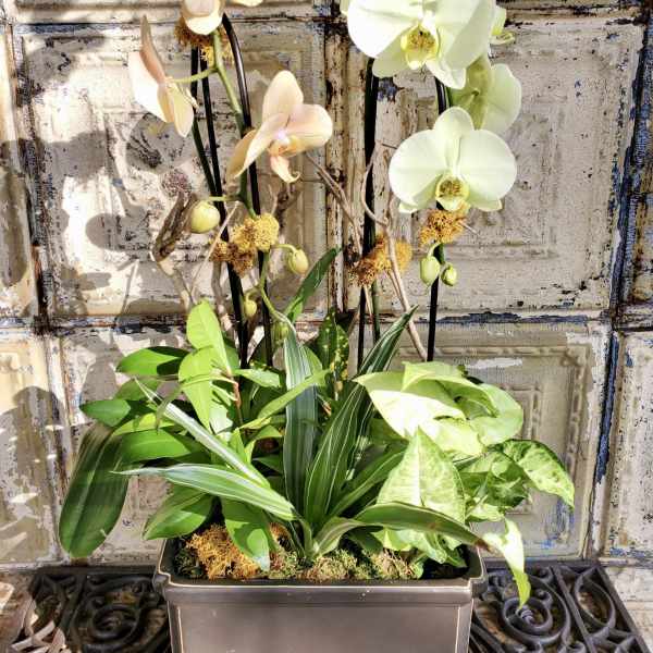 Potted orchid arrangement with white and pale peach blooms