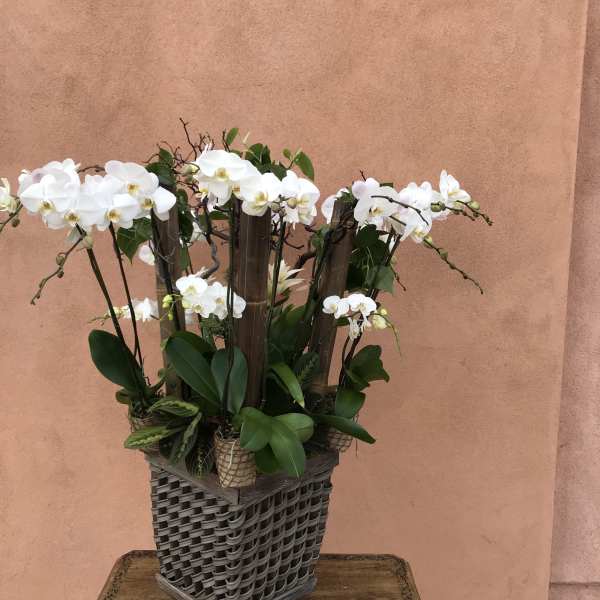 White orchids arranged in a woven basket planter