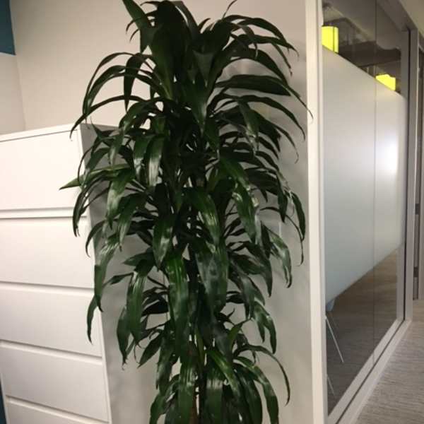 Tall leafy potted plant in a white container
