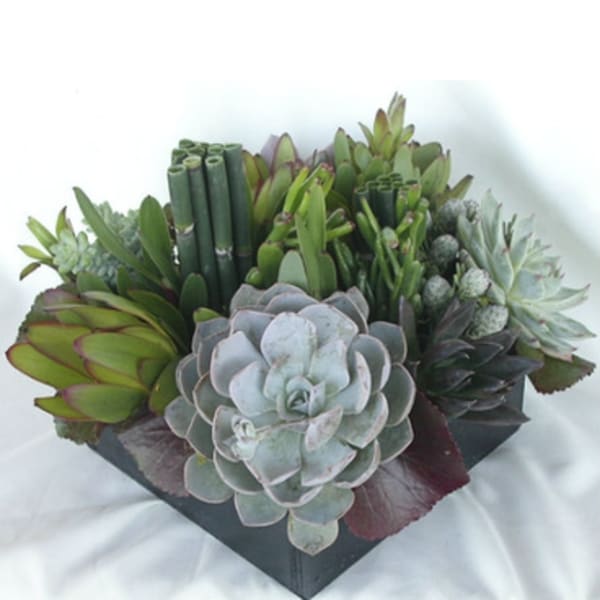 Succulent arrangement in a black square container