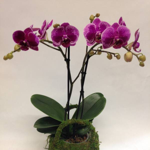Two purple orchids in a moss-covered planter