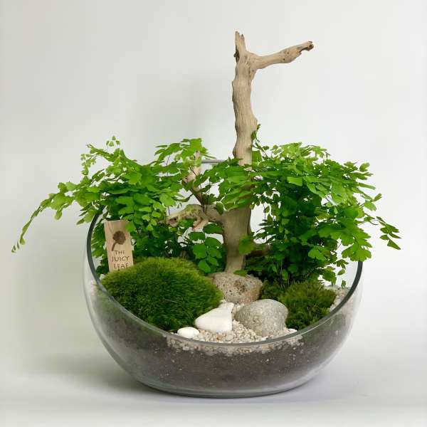 Glass bowl terrarium with bright green fern-like plants, moss, stones, and driftwood