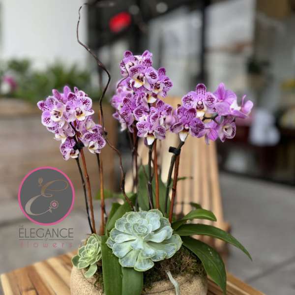Potted arrangement of purple orchids and succulents in a round container