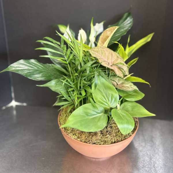 Mixed potted houseplants in a shallow terracotta bowl