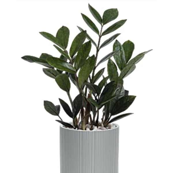 Potted green plant in a ribbed white planter on a stand