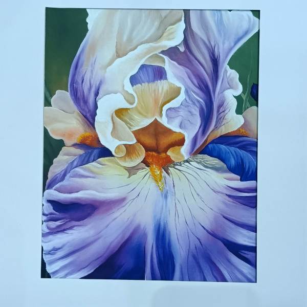 Framed art print of a purple and cream iris flower in close-up view