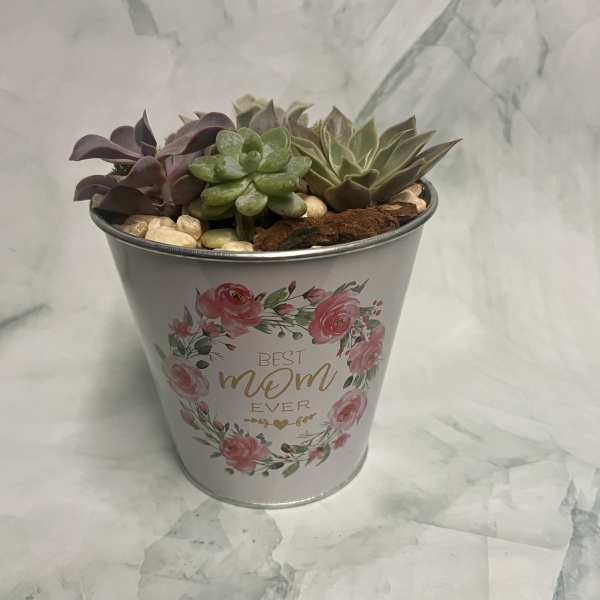 Potted assortment of small succulents in a white floral metal container labeled “Best Mom Ever”.