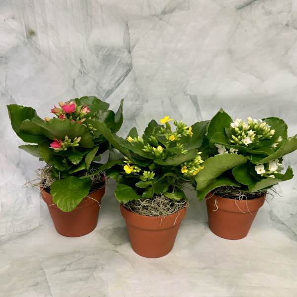 Three potted flowering plants with pink, yellow, and white blooms