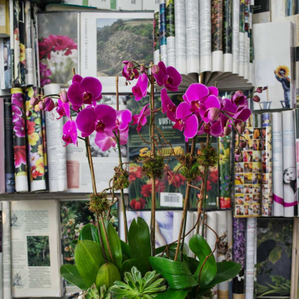 Pink orchid arrangement in a white bowl planter with succulents