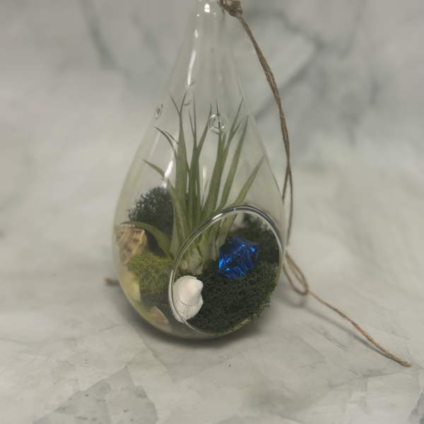 Small glass terrarium with air plant, moss, shells, and a blue gem