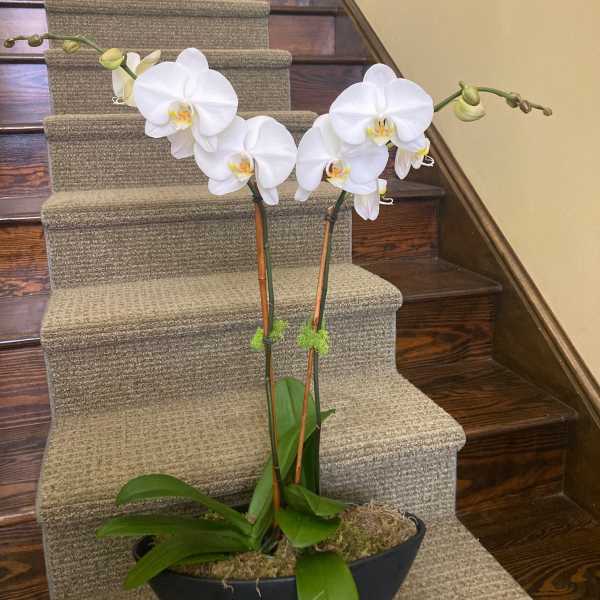 Large Double plant orchid garden