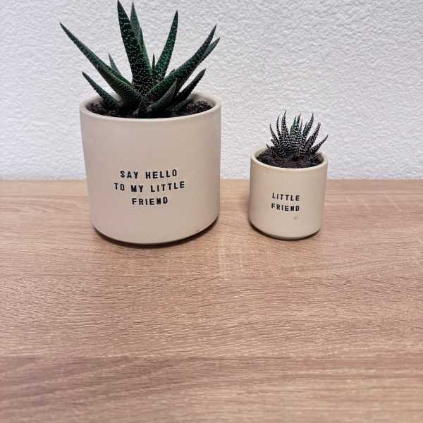 Two small potted succulents in beige pots on a wooden surface