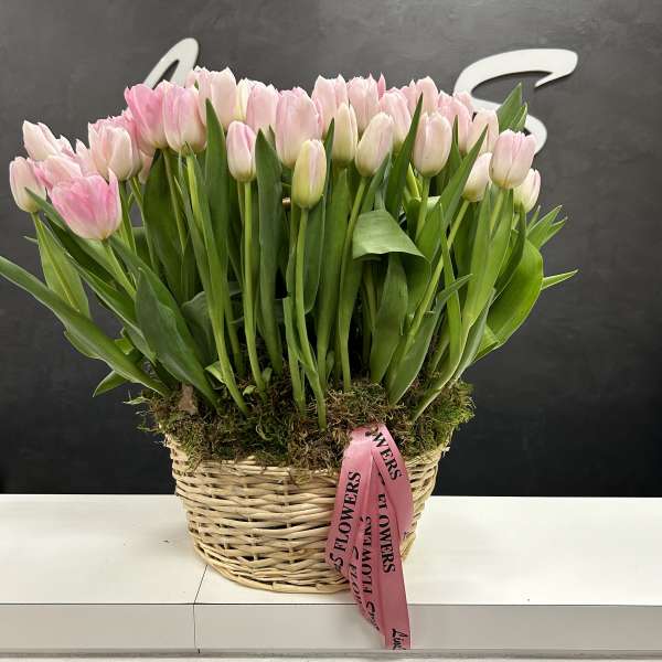 Basket of pink and white tulips with a pink ribbon