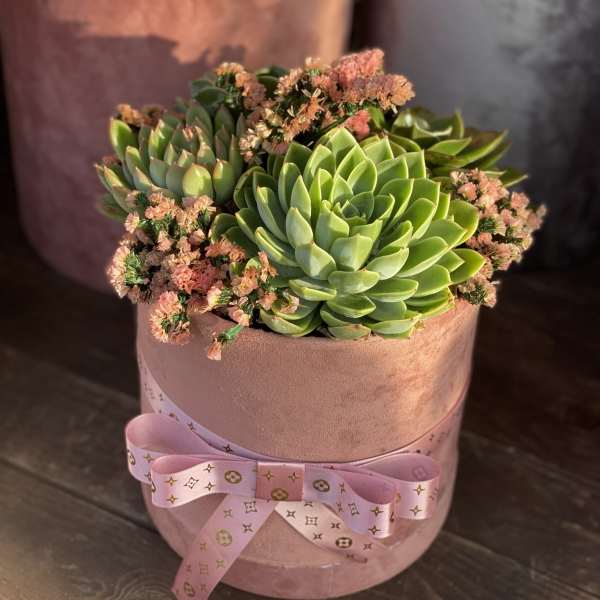 Succulent Arrangement