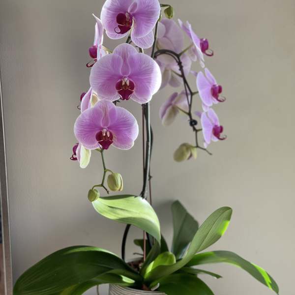 Potted pink orchid with several blooms in a white textured pot