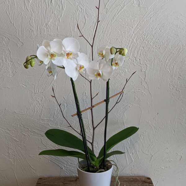 Medium Double-stem Phalaenopsis Orchid