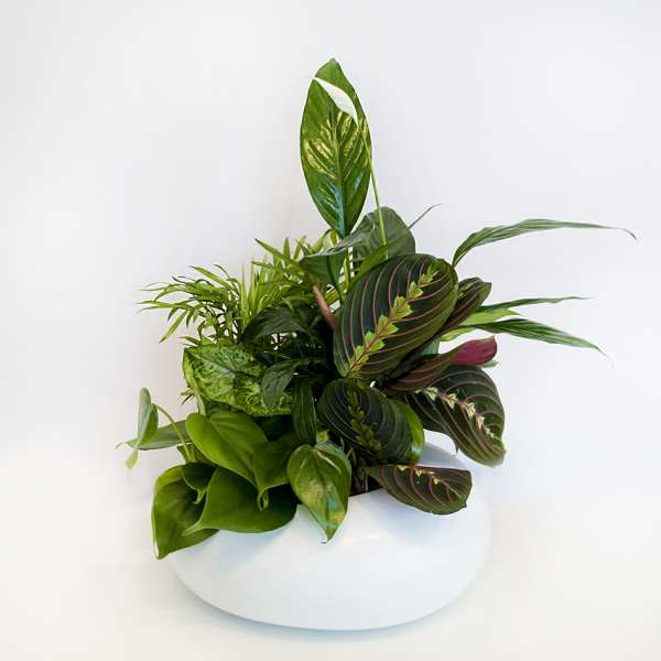 Lush green potted plant arrangement in a white bowl planter