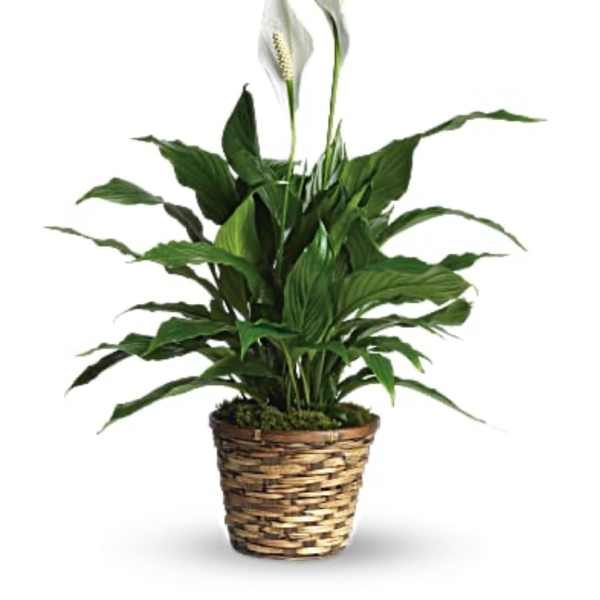 Potted peace lily with white blooms in a woven basket
