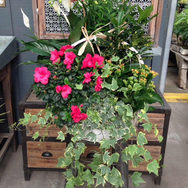 Potted orchid and azalea arrangement with trailing ivy