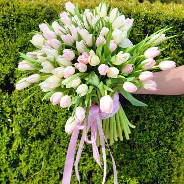 Hand-tied bouquet of white and pale pink tulips with a pink ribbon