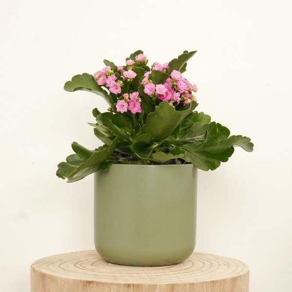 Pink flowering plant in a green pot on a wooden stand