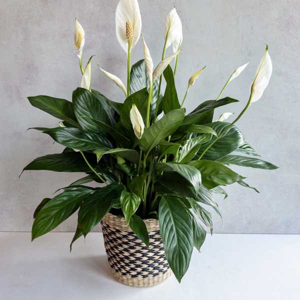 Potted peace lily with white blooms in a woven basket