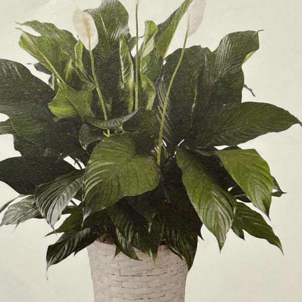 Potted peace lily with white blooms in a woven basket
