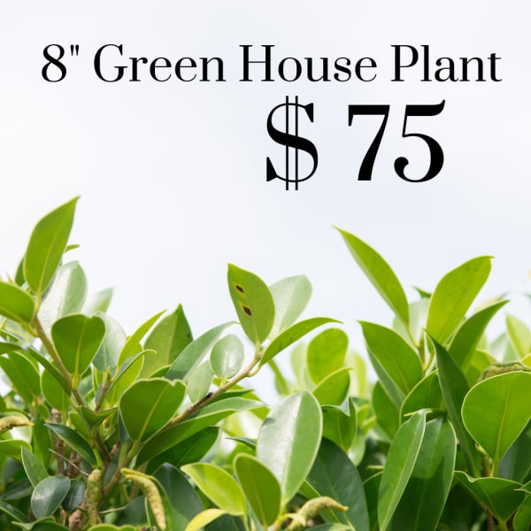 Green house plant with glossy leaves and a $75 price label