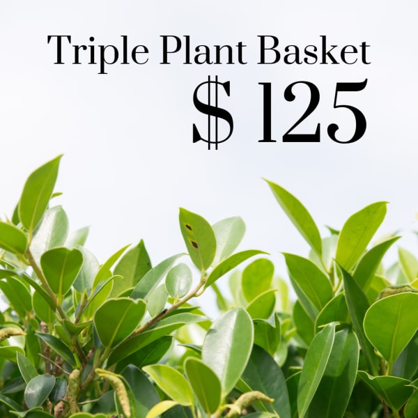 Triple plant basket with green foliage and a $125 price label