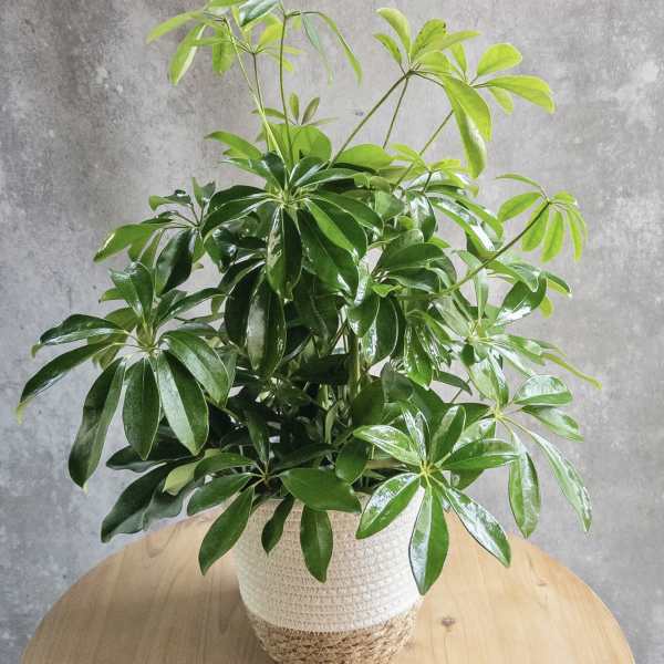 Potted green houseplant in a woven basket planter on a wooden table