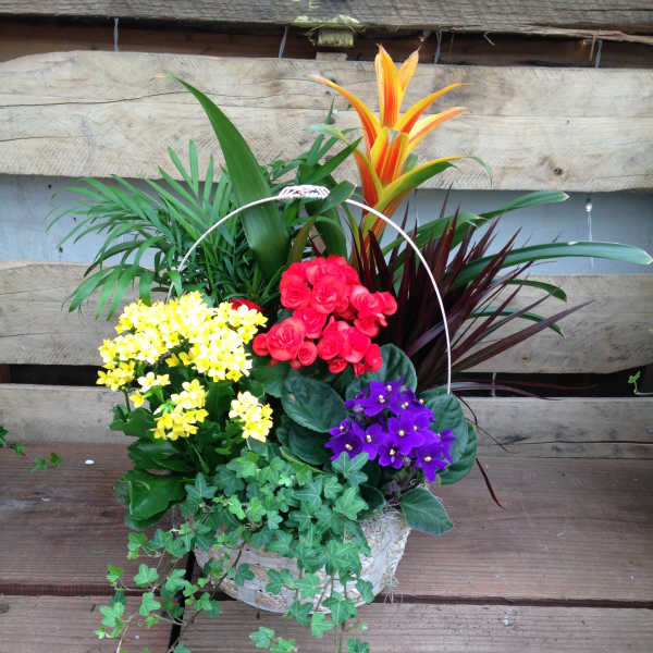 Basket arrangement with colorful potted flowers and trailing ivy