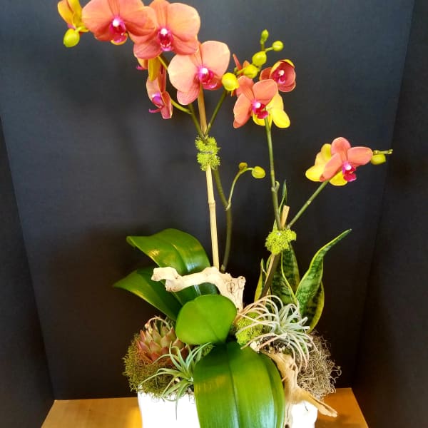 Orchid arrangement in a white rectangular planter with succulents and driftwood