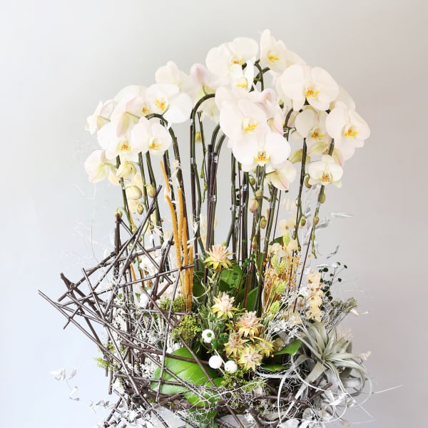 Designer Choice Orchid Premium