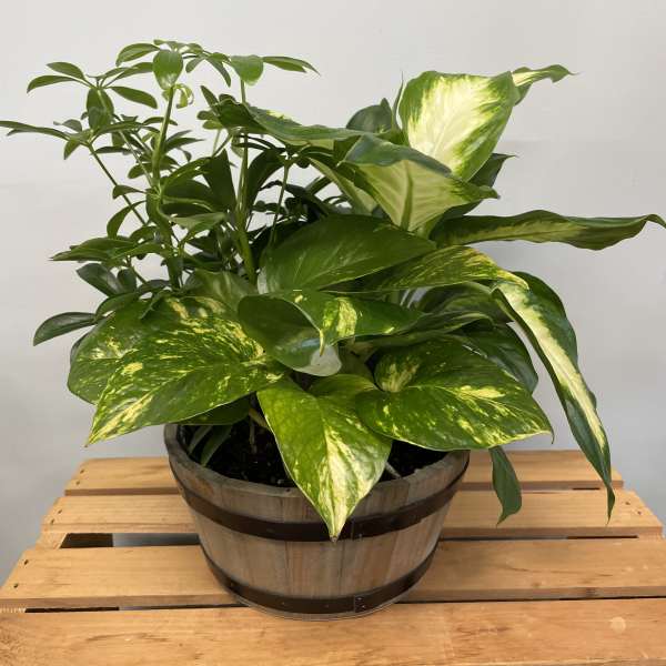 Potted green houseplant with variegated leaves in a wooden barrel planter