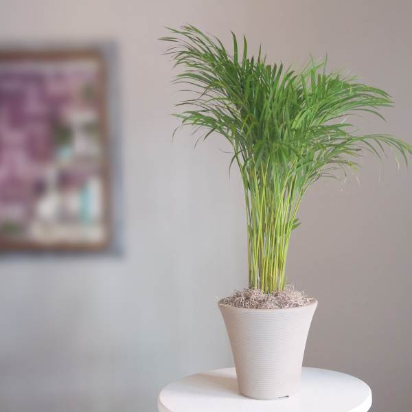 Potted palm plant in a white container on a small table