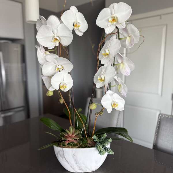 White orchid arrangement in a marble-look bowl with succulents