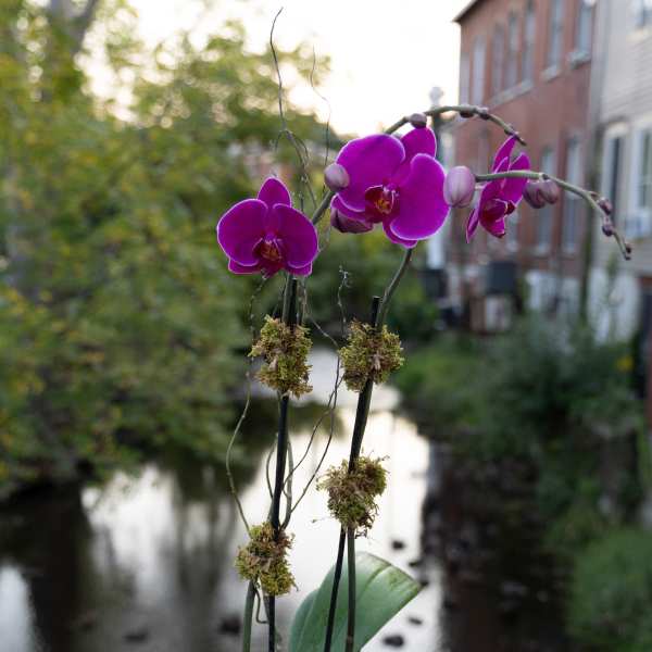 Potted purple orchids in a clear glass container