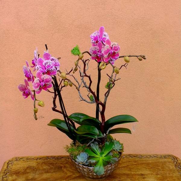 Pink orchids in a low bowl with succulents and a small candle in front