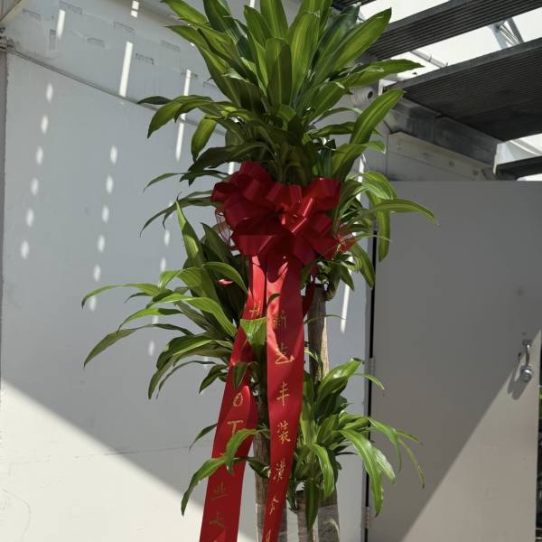 Dracaena Fragrans Plant