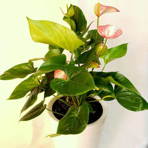 Potted anthurium plant with pink spathes in a white planter