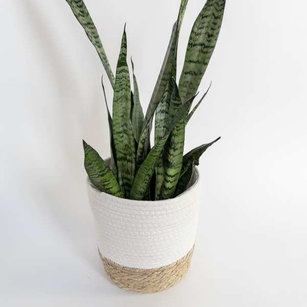 Potted snake plant in a white woven basket planter