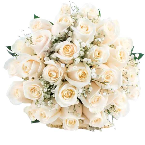 Bouquet of cream roses with baby's breath