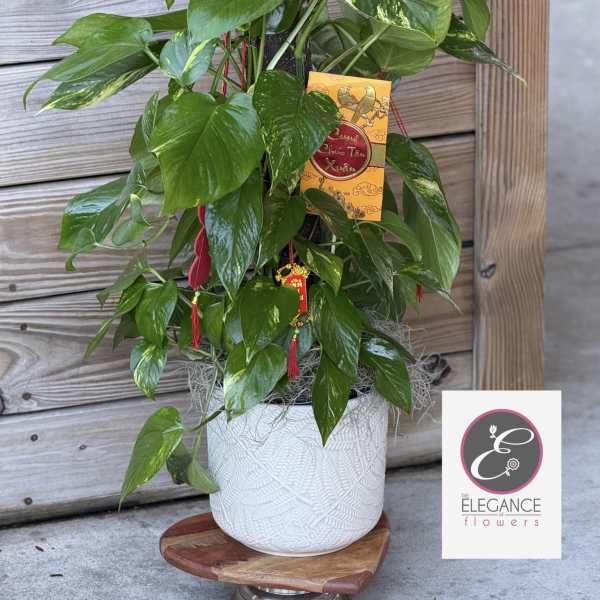 Golden Pothos plant