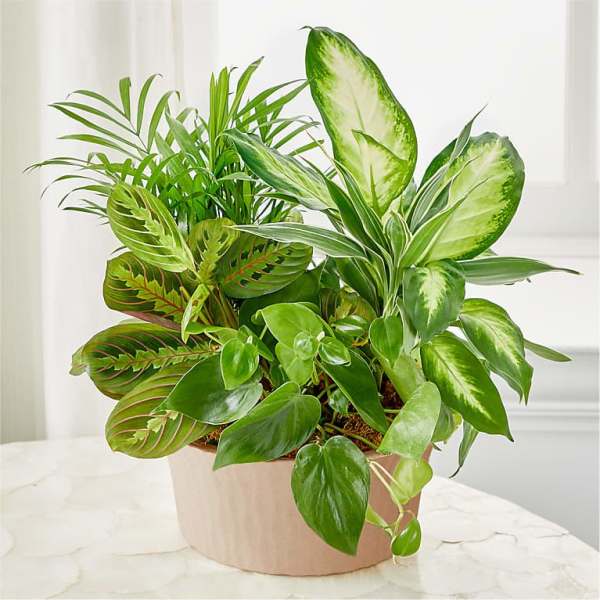 Mixed green houseplants in a beige pot