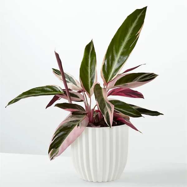 Calathea Stromanthe Triostar