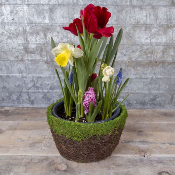 Potted arrangement of red tulips, daffodils, and small purple blooms in a moss-covered basket