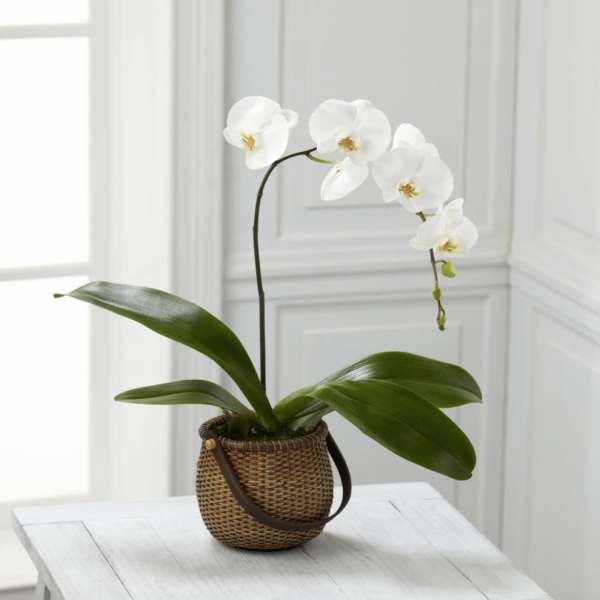 White orchid plant in a woven basket pot on a table