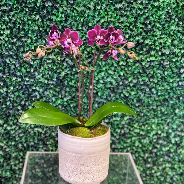 Mini Orchid