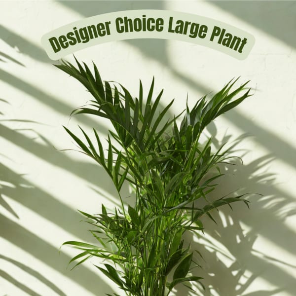 Tall potted palm plant in a black container