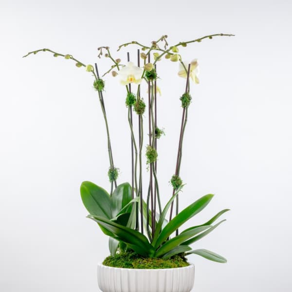 White orchid arrangement in a ribbed white planter